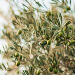 Cómo y cuándo plantar olivo