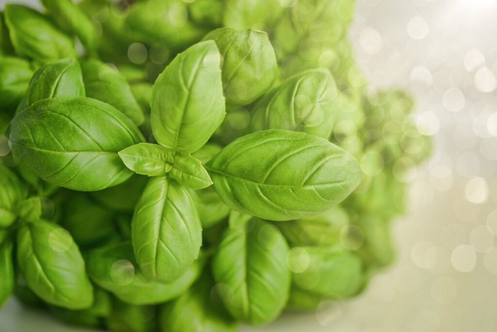 como y cuando plantar albahaca