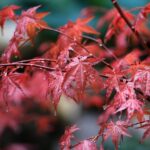 como y cuando plantar arce japones