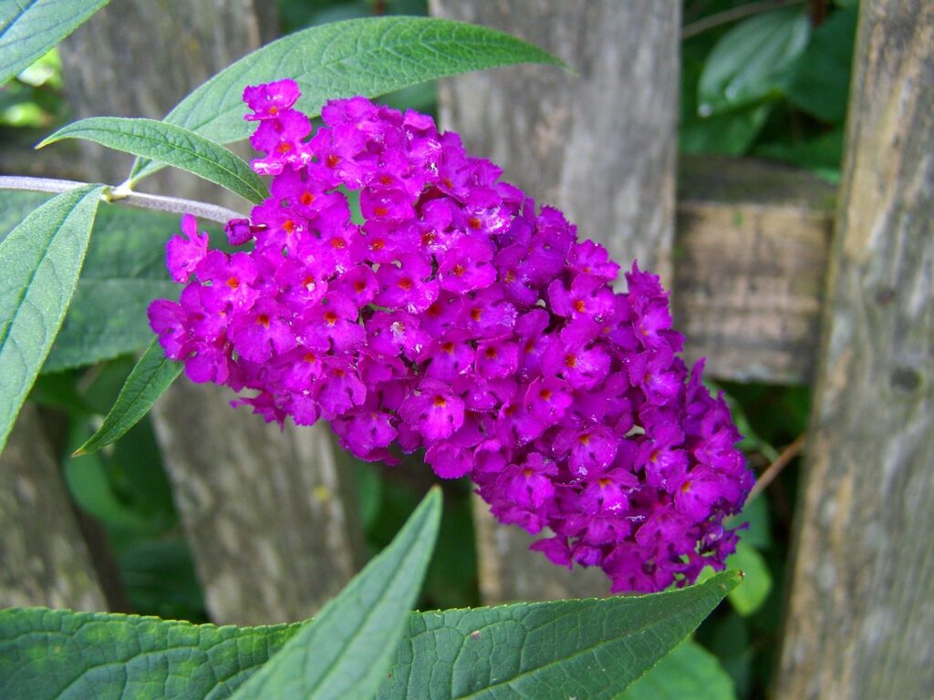 como y cuando plantar buddleja davidii