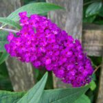como y cuando plantar buddleja davidii