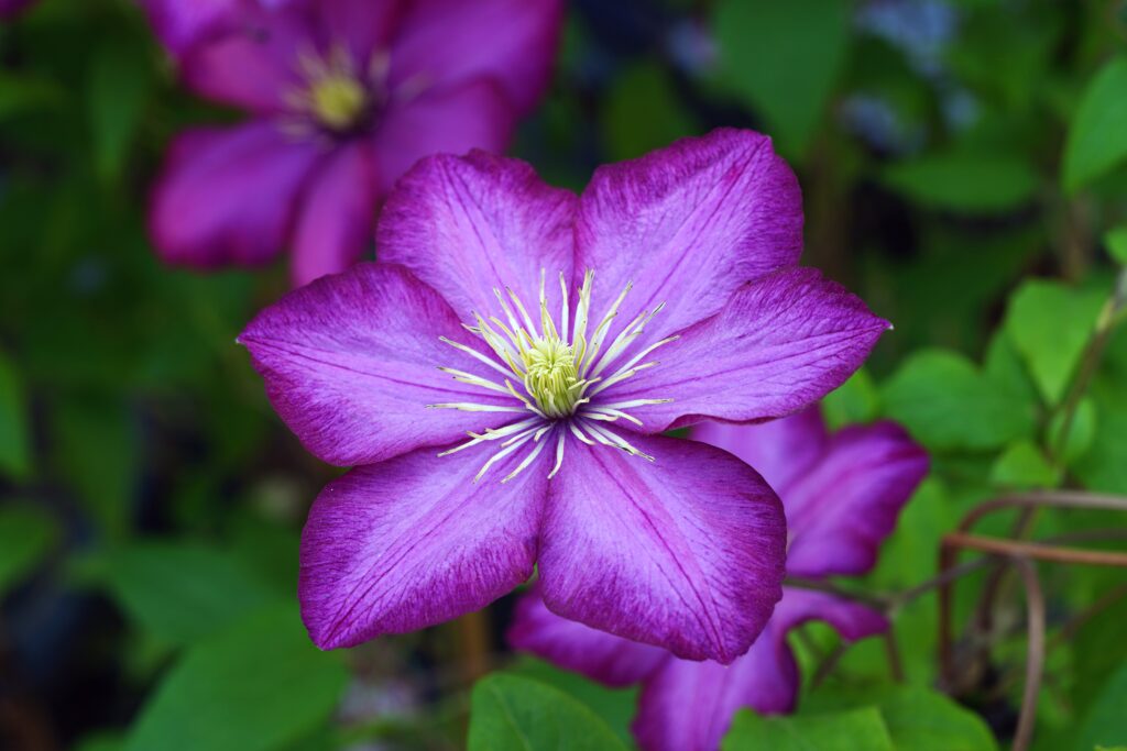 como y cuando plantar clematis