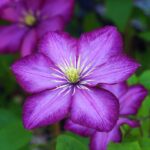 como y cuando plantar clematis