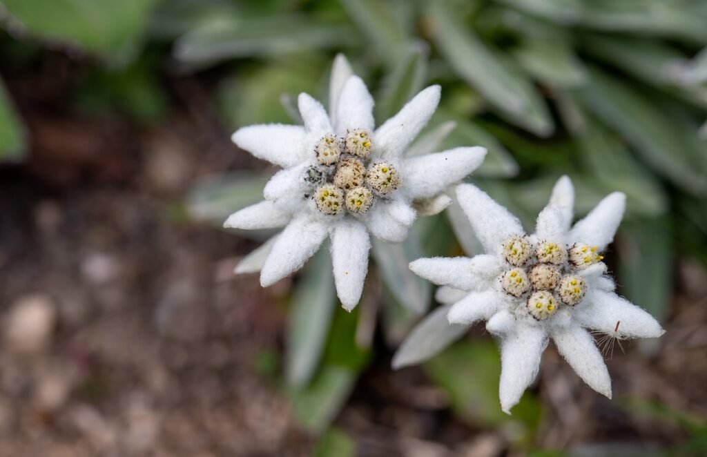 como y cuando plantar edelweiss