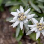 como y cuando plantar edelweiss