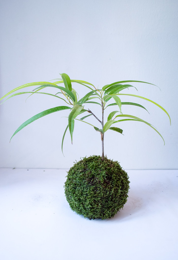 como y cuando plantar ficus binnendijkii