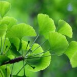 como y cuando plantar ginkgo biloba