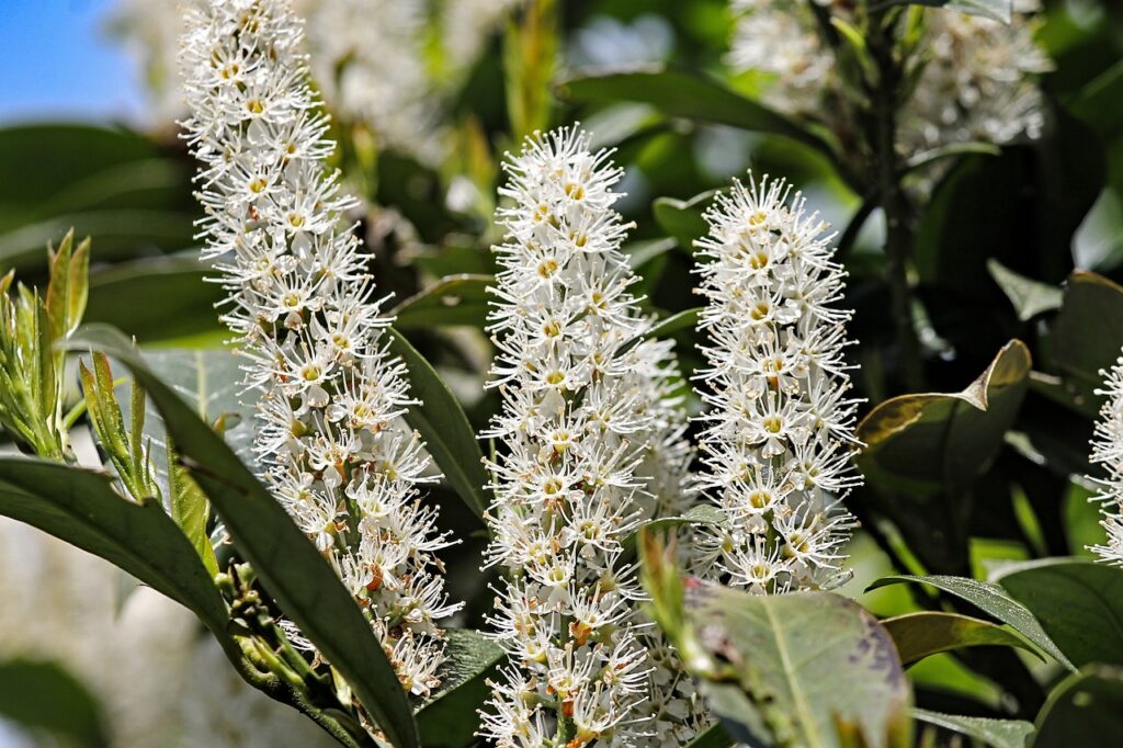 como y cuando plantar prunus laurocerasus
