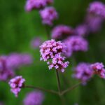 como y cuando plantar verbena bonariensis