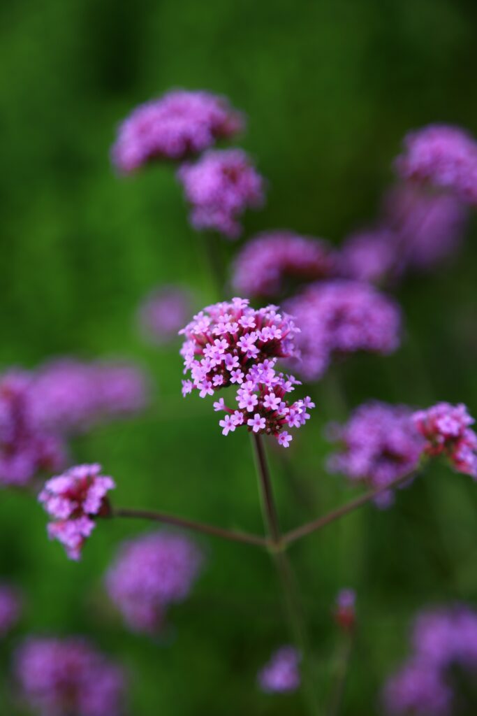 como y cuando plantar verbena bonariensis